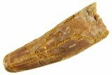 Fossil Spinosaurus Tooth - Feeding Worn Tip #347163-1